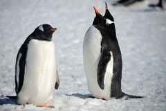 12C Two Gentoo Penguins Perform Their Mating Ritual On Aitcho Barrientos Island In South Shetland Islands On Quark Expeditions Antarctica Cruise.jpg